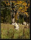 22 Hoest-Herbst-Autumn 07 * 2376 x 3070 * (5.53MB)